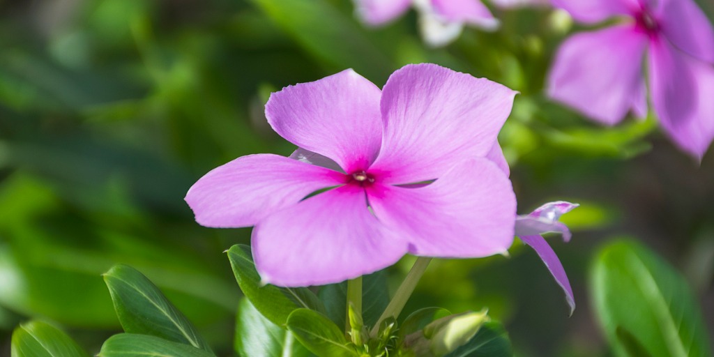 Madagascar Periwinkle flower, blooming its pink flowers from among a bed of green leaves.