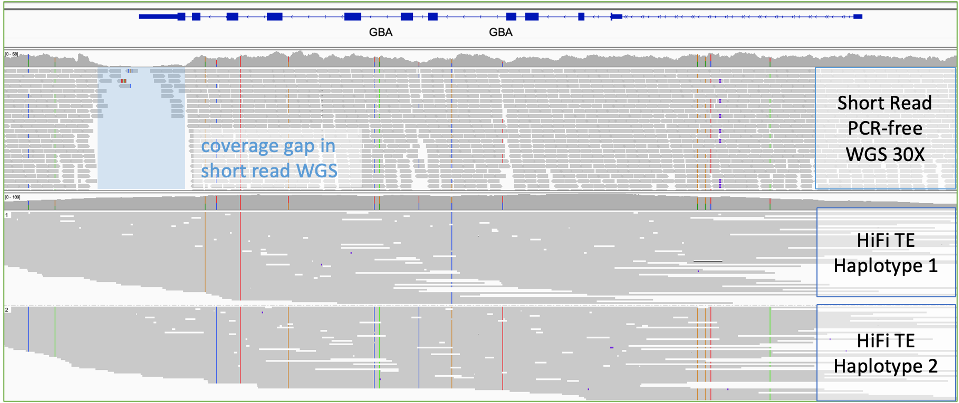 Full-gene phasing and no coverage gap in the GBA gene