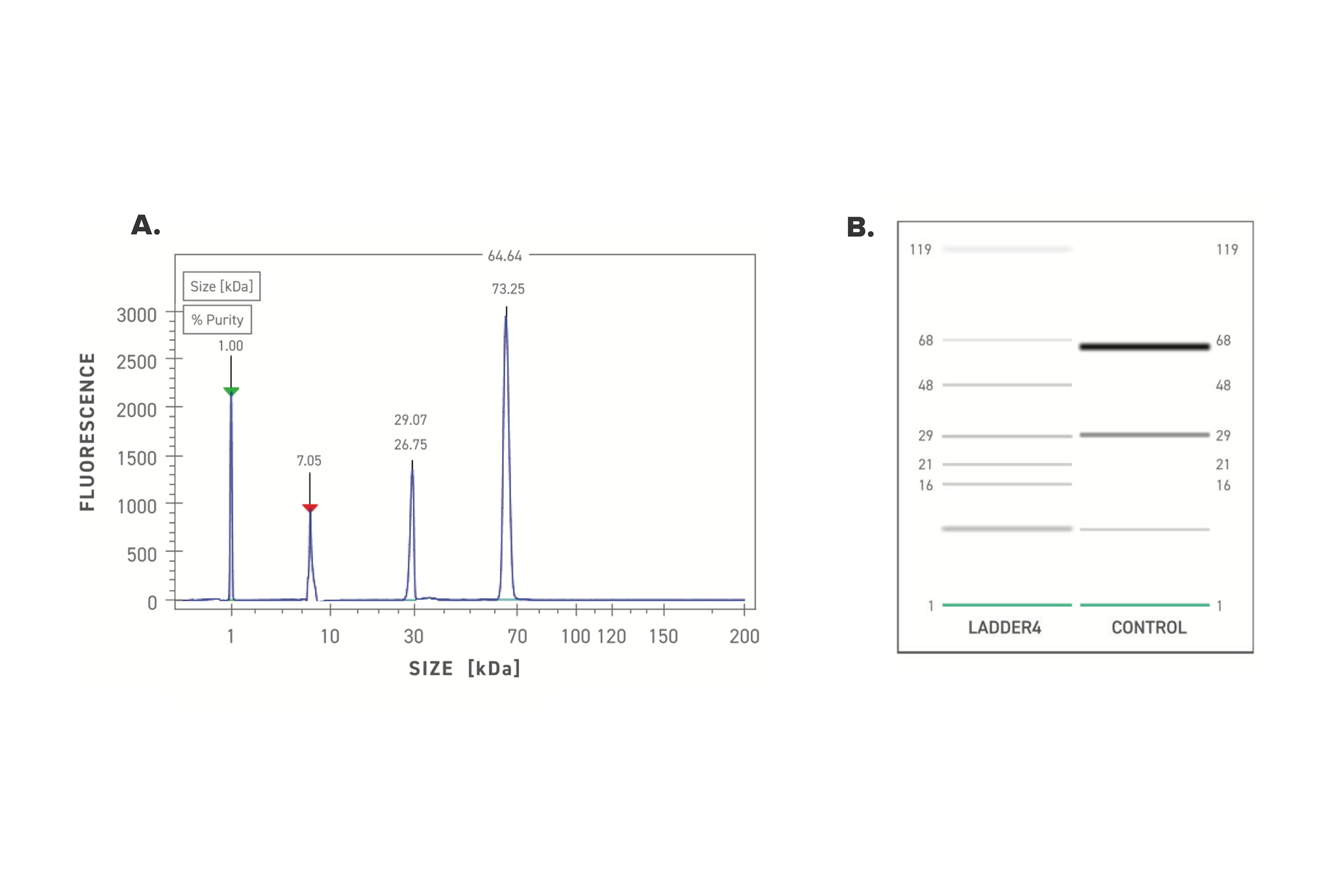 Figure description - The canonical protocol for Protein Express LabChip is followed to prepare denatured samples for both size and purity analysis. Capillary electrophoresis sodium dodecyl sulfate (CE-SDS) assay is run to collect sizing data benchmarked to a ladder, to provide approximate molecular weight (kDa), as well as a percent purity for both heavy and light chains. The peak at 7 kD is the dye front.