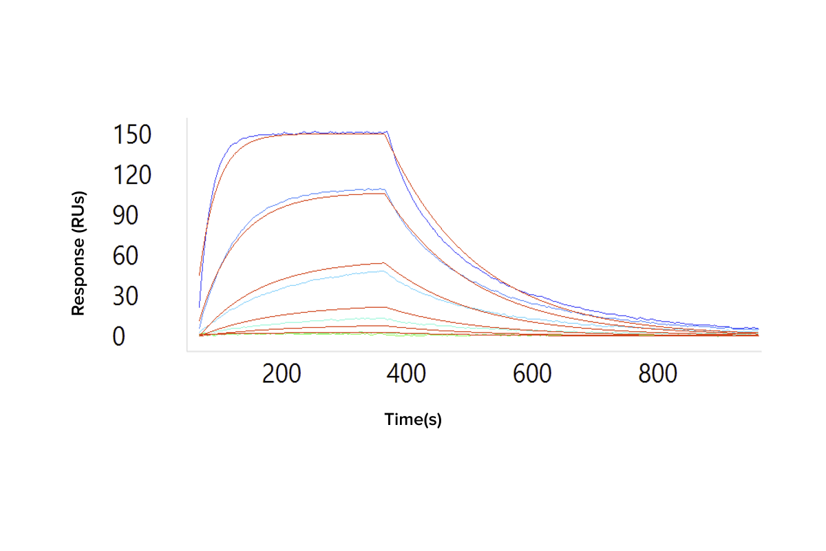 Affinity Determination by SPR - Determine full binding kinetics (ka, kd, KD) for large antibody panels using high-throughput surface plasmon resonance.