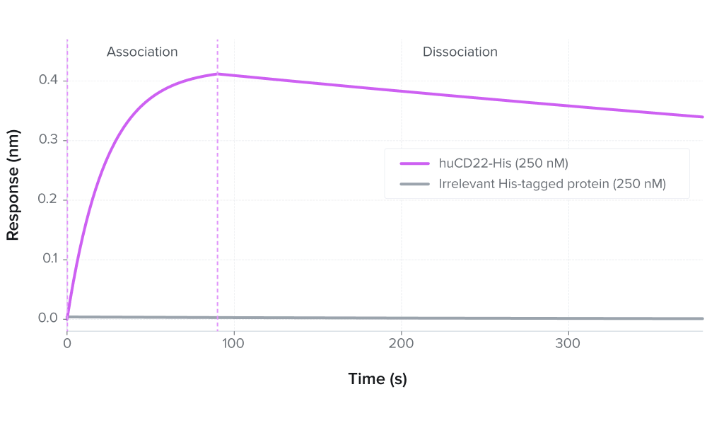 Single-Point Kinetics by BLI- Rapidly confirm target engagement across large antibody panels at a single concentration. Used for early-stage hit triage before committing to full kinetic analysis.