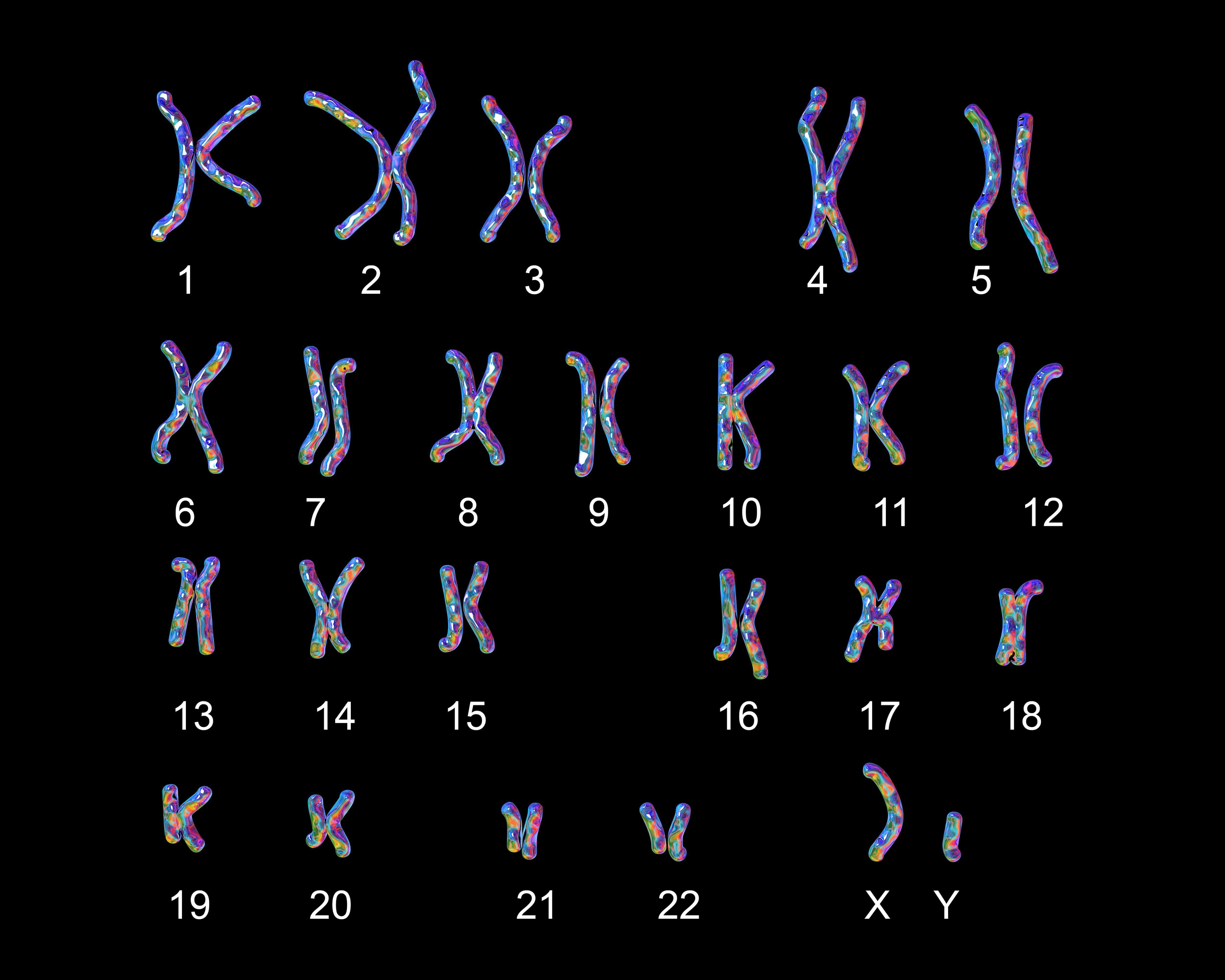 chromosomes