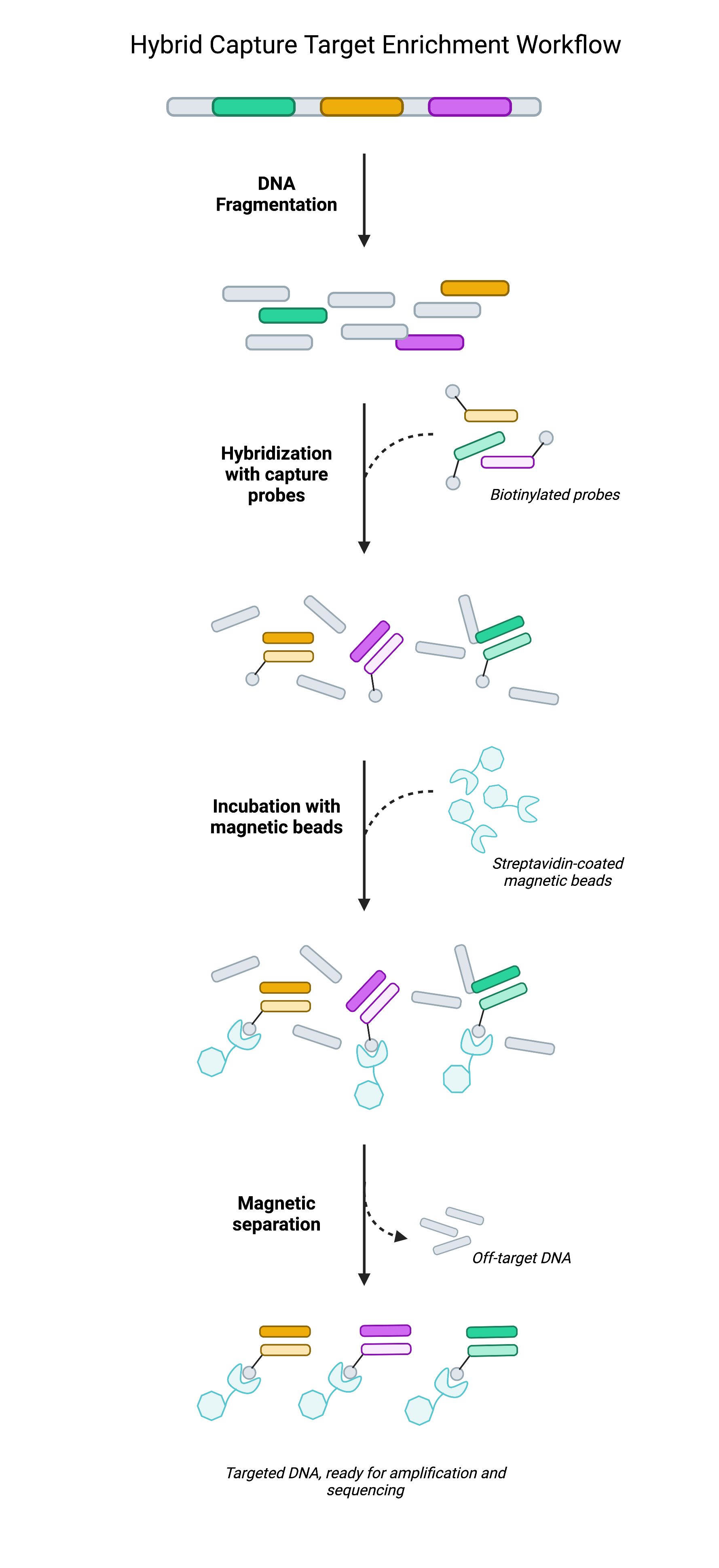 Cartoon showing the workflow for NGS Target Capture with hybridization probes. 