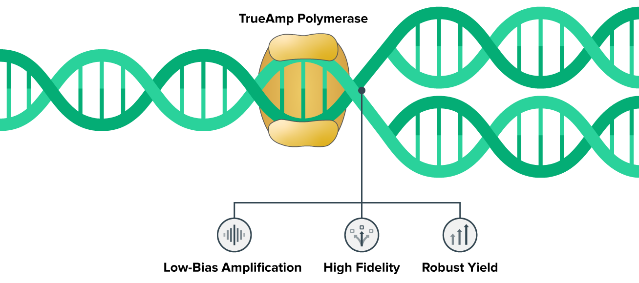 trueamp