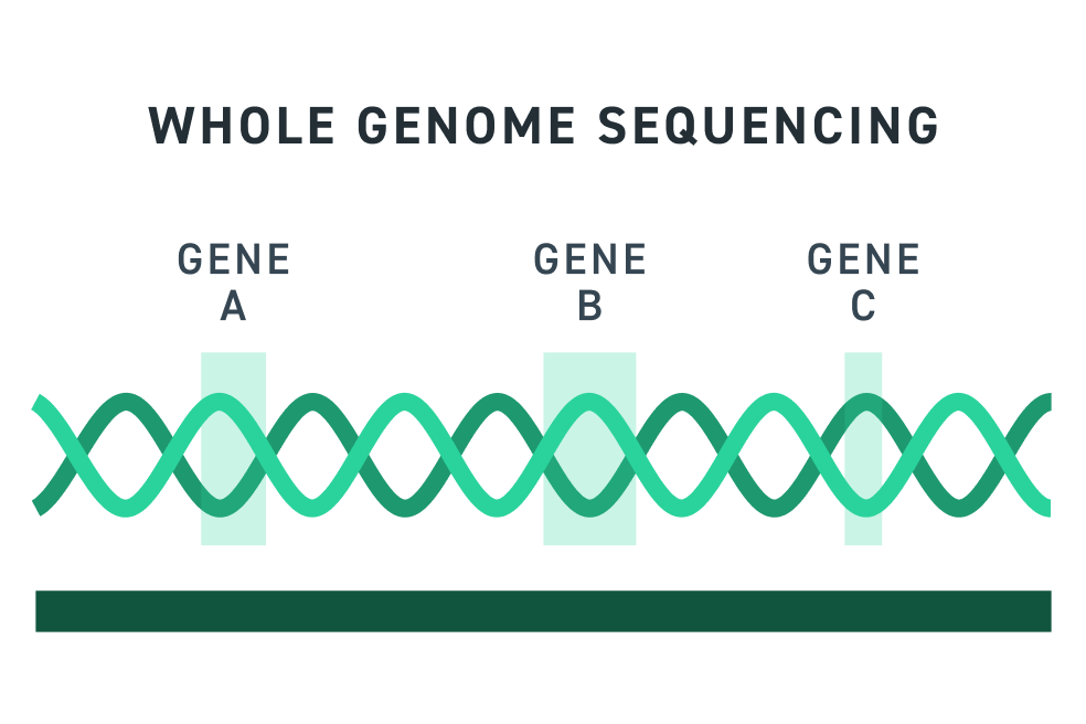 Whole Genome Sequencing Diagram