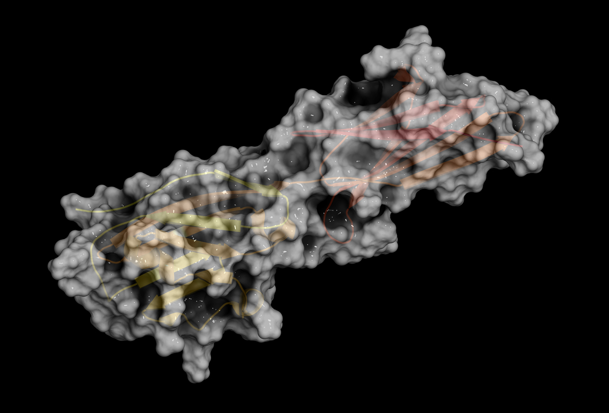 Rendering the programed cell death ligand 1 (PD-L1) which is a checkpoint triggering protein released by cancer cells