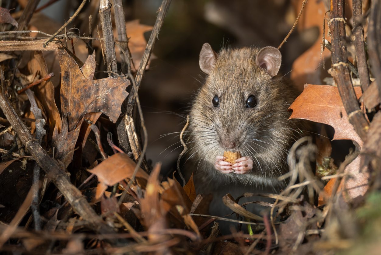 A mouse is seen eating a snack among autum leaves