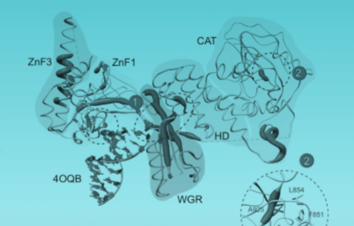 Inhibiteur de PARP