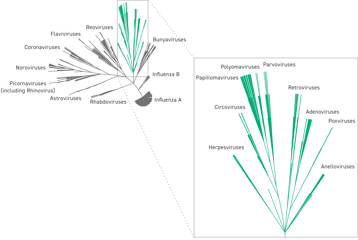 Comprehensive Novel Virus Detection