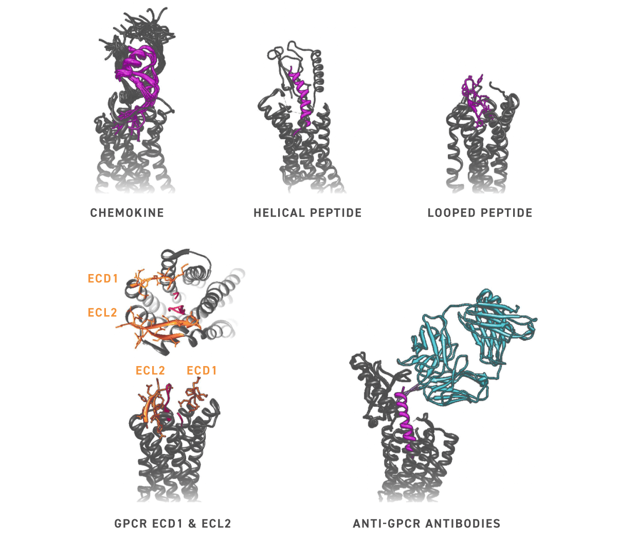 GPCR-Bindungsmotive