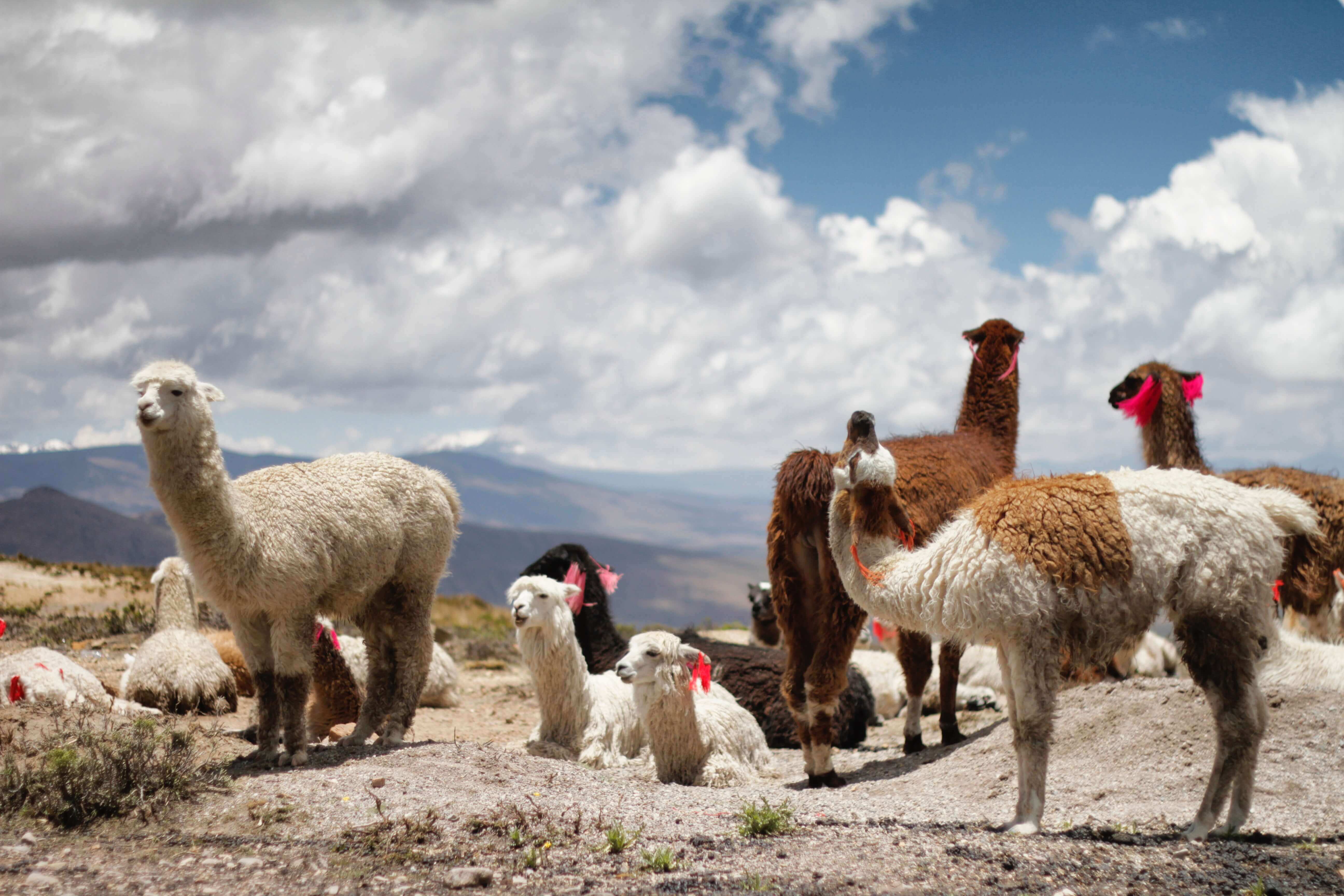 Los anticuerpos de las llamas pueden utilizarse para tratamientos terapéuticos