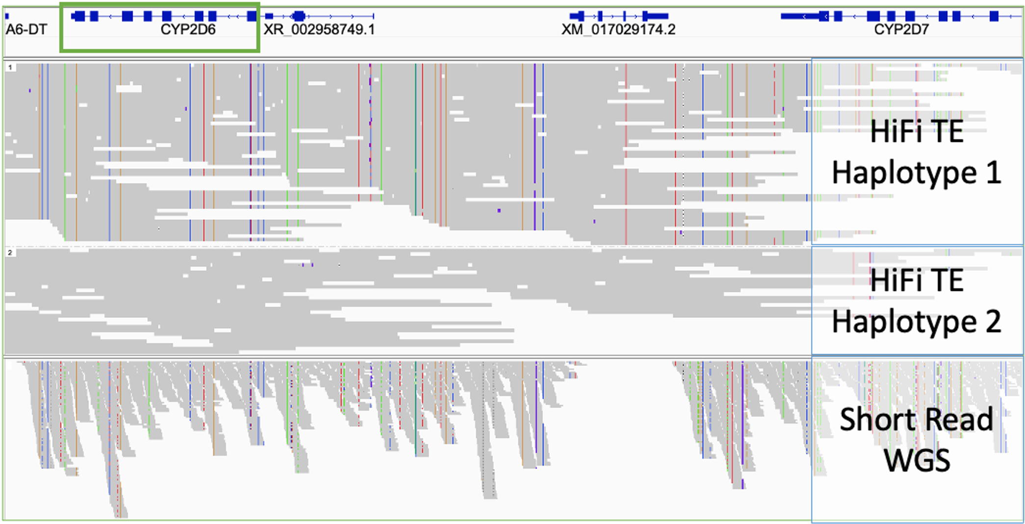 Accurate star allele calling at CYP2D6