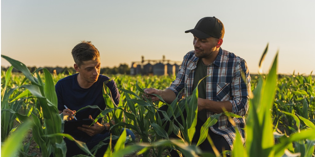 Two people stand in a field of corn, considering the plants. The image is meant to call forth the idea of carefully cultivating plants to select for better traits, a task made easier with NGS and skim-sequencing.