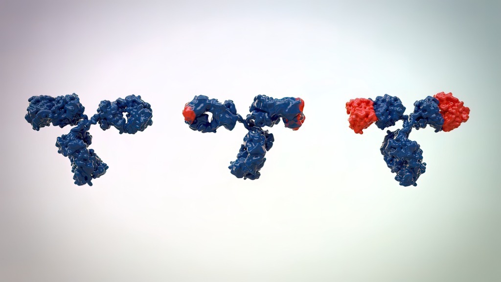 A rendered image of 3 nearly identical IgG antibodies in a row. The left-most one is all blue. The middle one is blue with red tips. The right-most one has half blue, half red arms. 