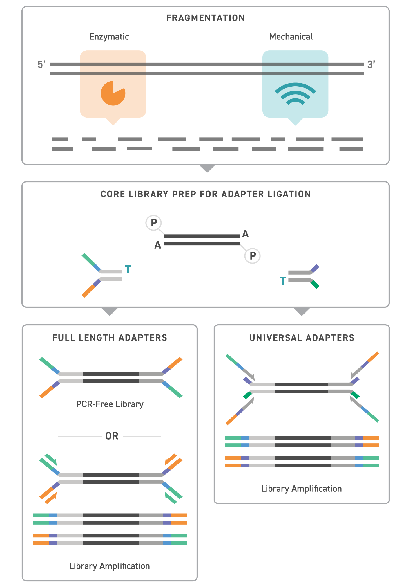  Flujo de trabajo de kits de adaptadores universales y reactivos de secuenciación de última generación (NGS)