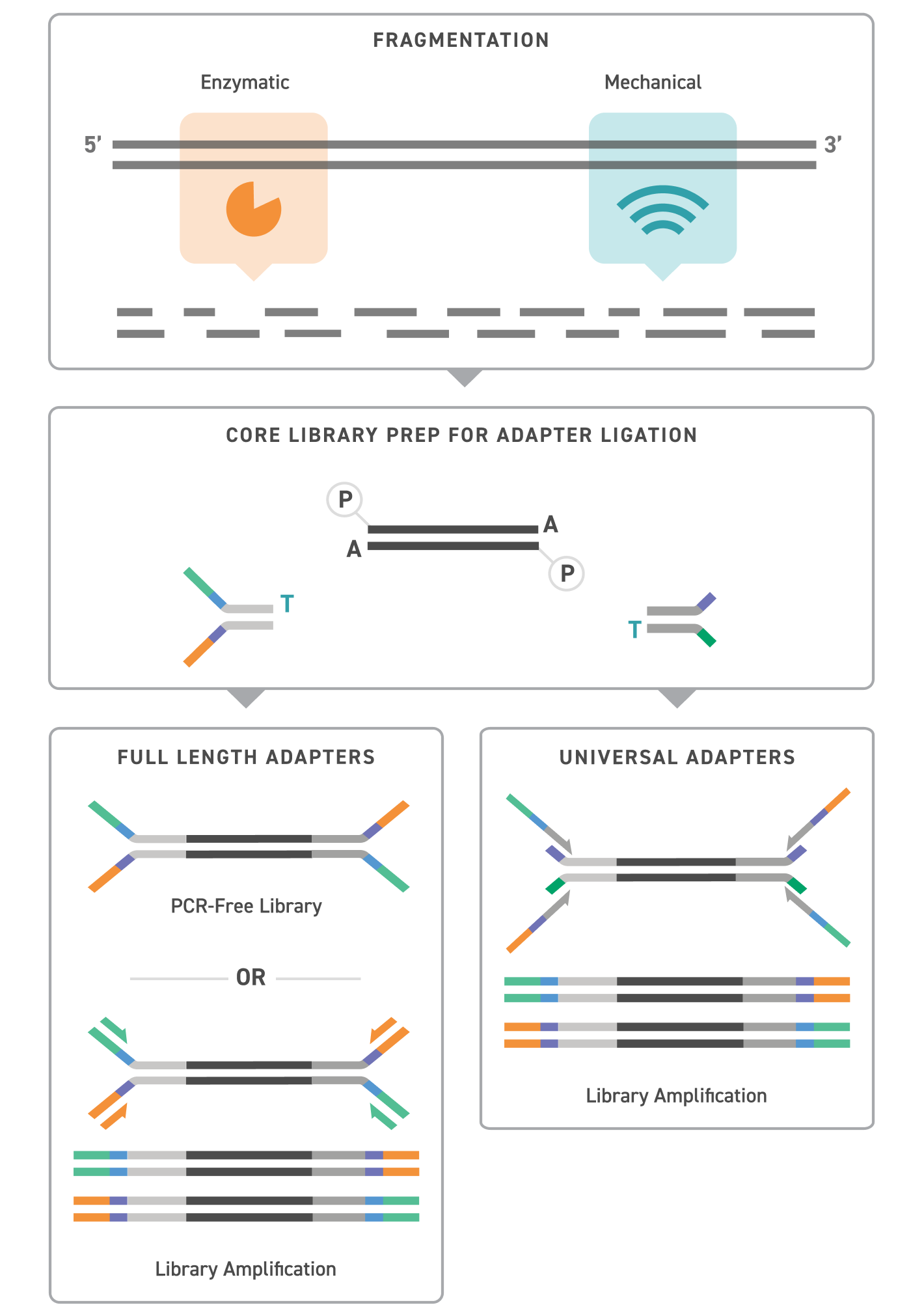  NGS Reagents and Kits Universal Adapters Workflow