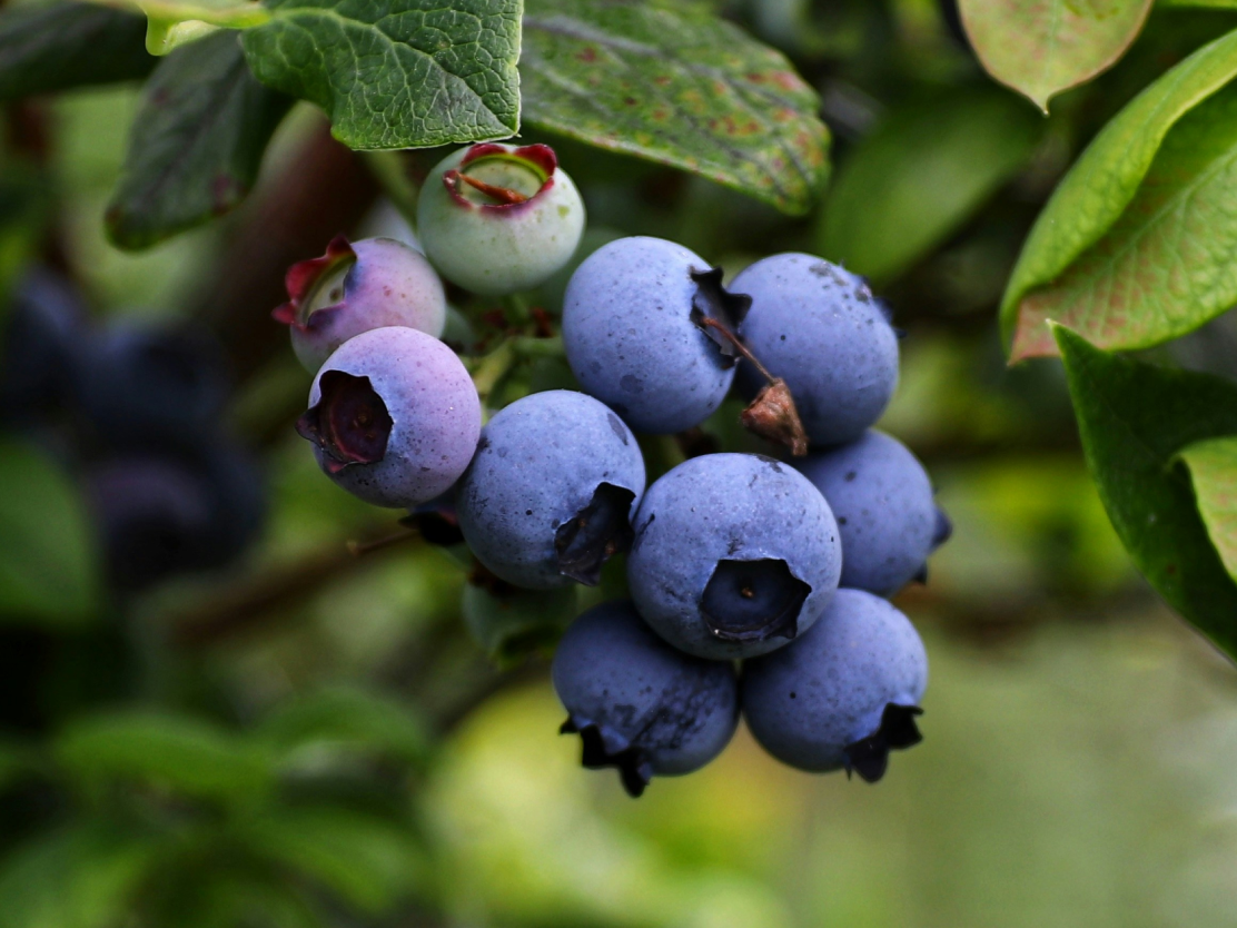 blueberry
