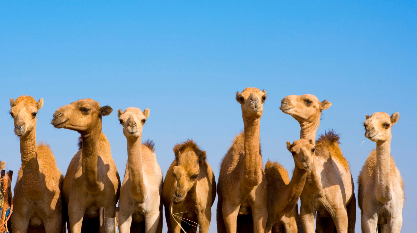 How Camels Revolutionized the Antibody Engineering Industry