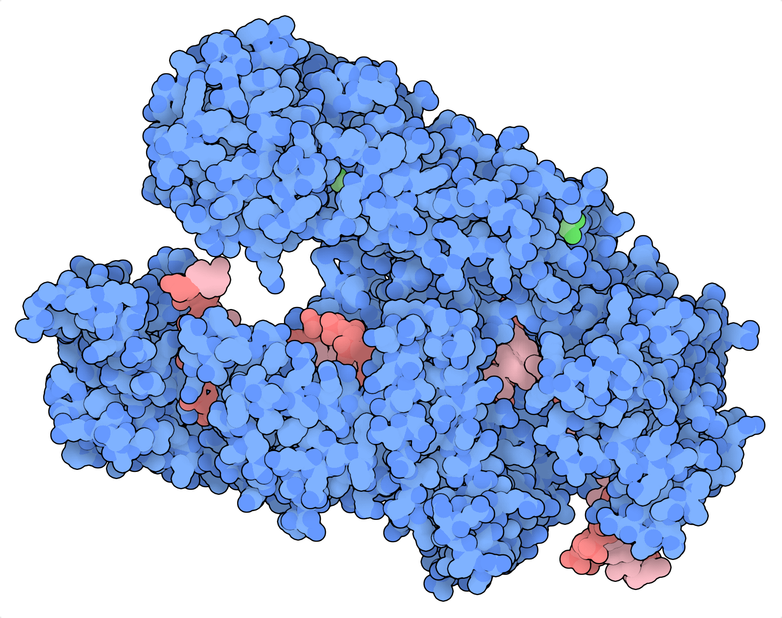 Proteinstruktur von AsCas12a