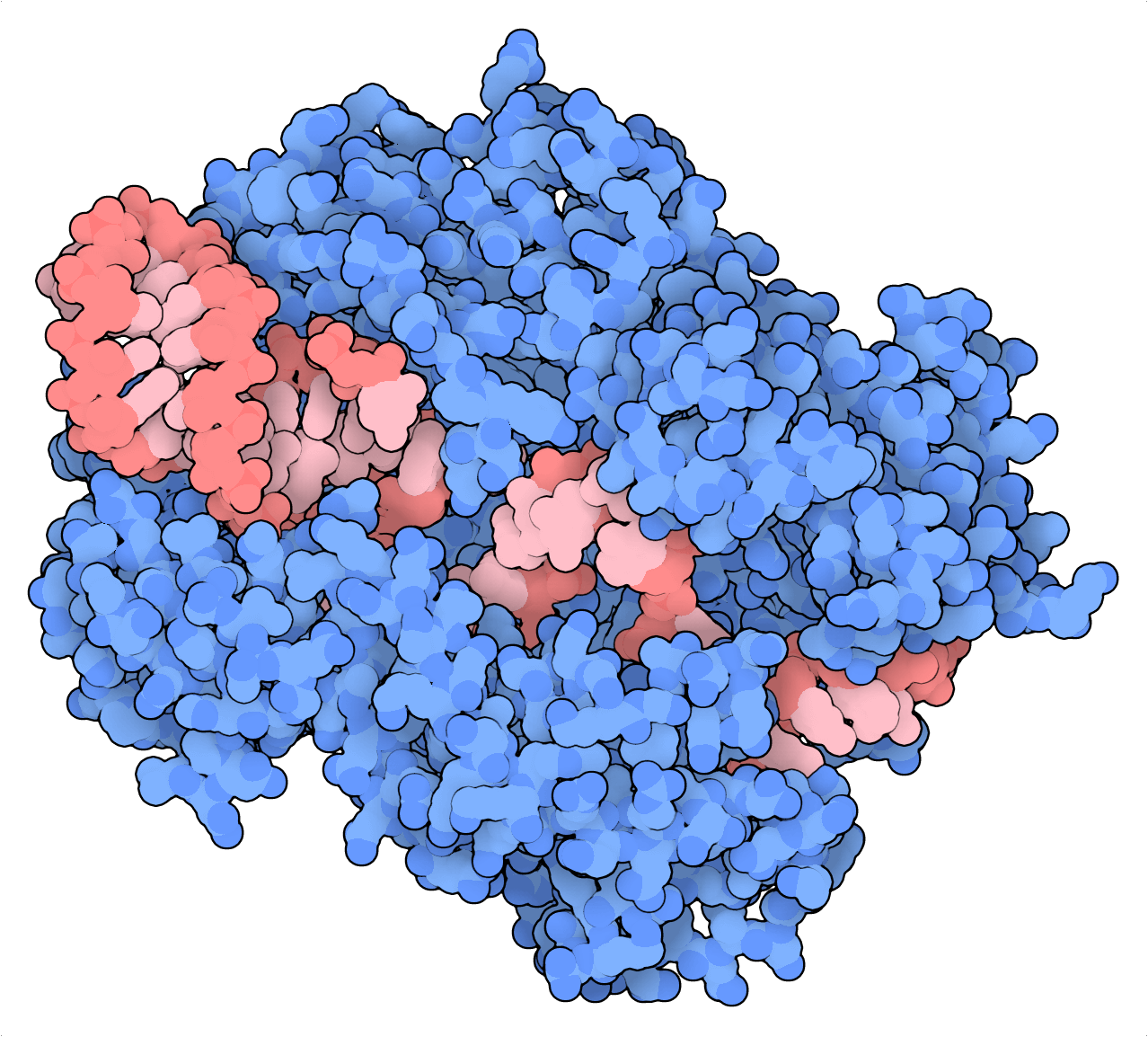 EsCas13d 的蛋白质结构