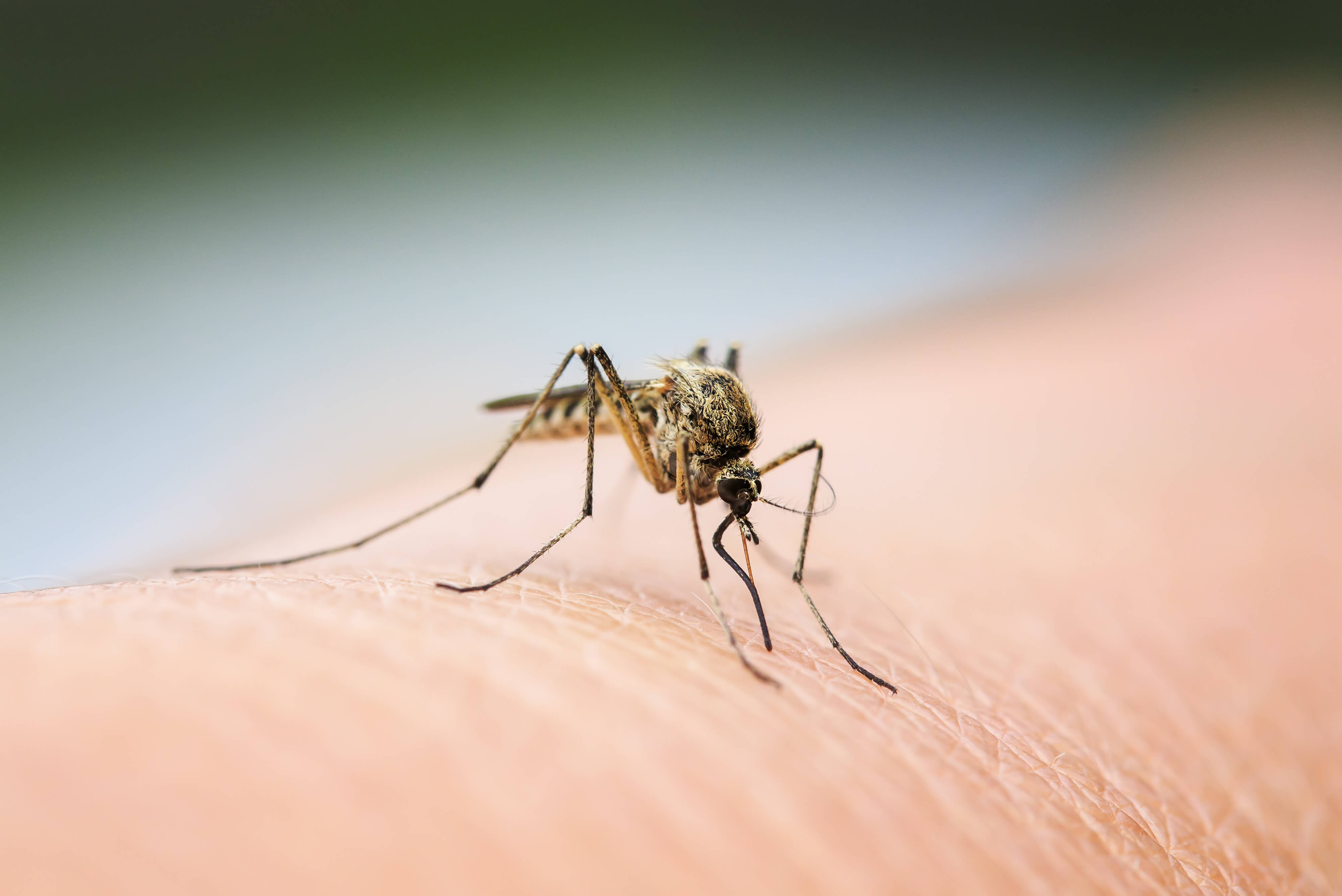 Mosquitos kill over 400.000 people globally every year