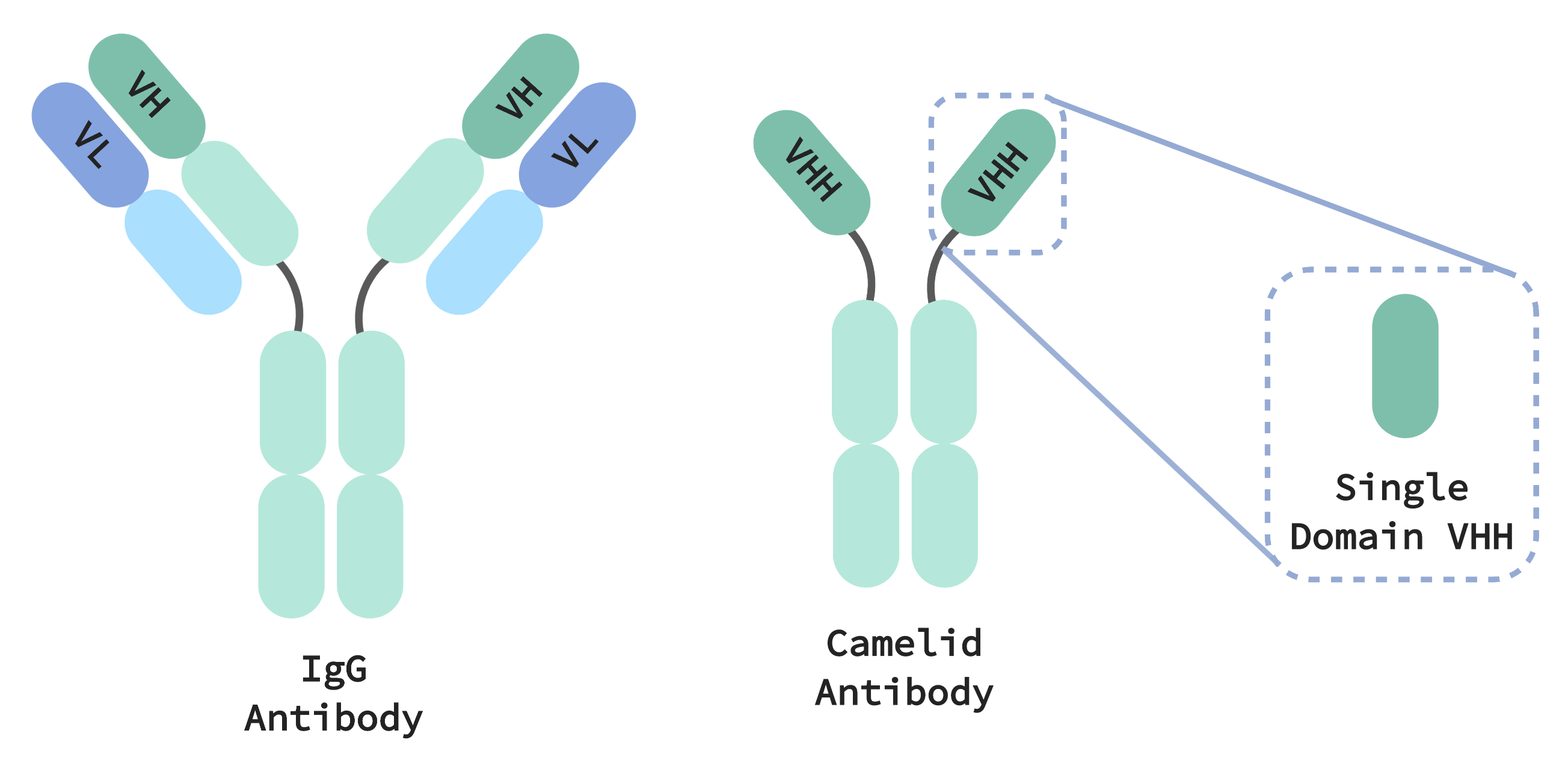 Camelid antibodies are smaller than IgG