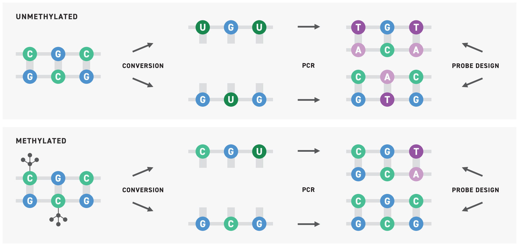 Enzymatic methylation sequencing uses enzymes—rather than bisulfite—to convert unmethylated cytosines to uracil and then thymine for easy differentiation during NGS.