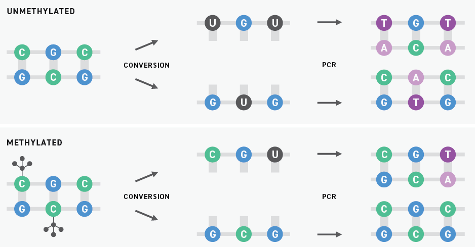 Methyl-seq converts unmethylated cytosines to uracil and then thymine.