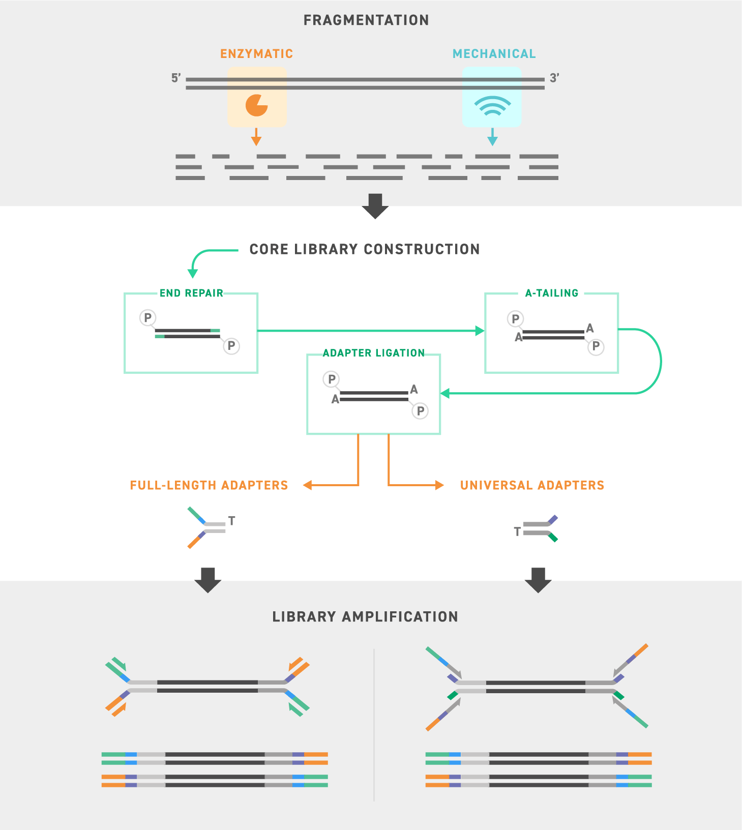 Twist-NGS-Reagenzien-und-Kits-Universal-Adapters-Workflow