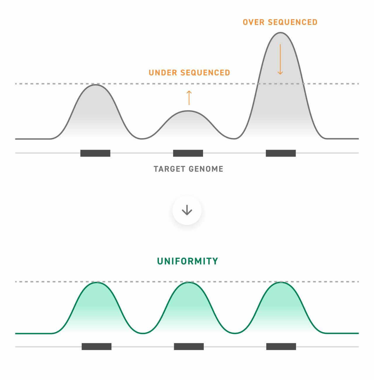 Uniformity describes the read distribution along target regions of the genome. RNA target enrichment libraries that are not optimized for uniformity (shown in top panel) result in over sequencing of highly expressed targets and underrepresentation of low-expression targets. Designing for uniformity can provide more evenly distributed and sensitive coverage (shown in bottom panel).