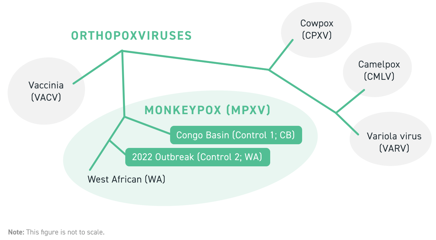 Phylogenetic map of orthopox clades, showing monkeypox virus phylogeny