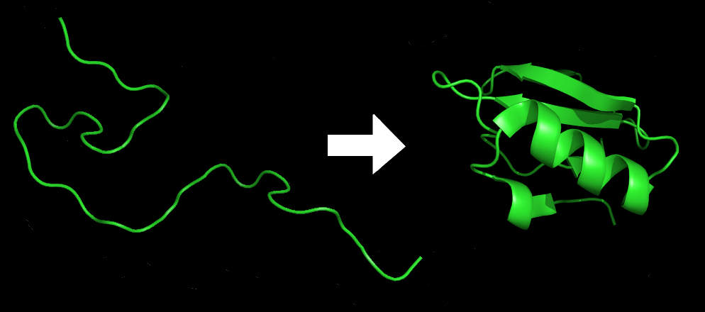 Una cadena de aminoácidos para el inhibidor de la quimotripsina 2