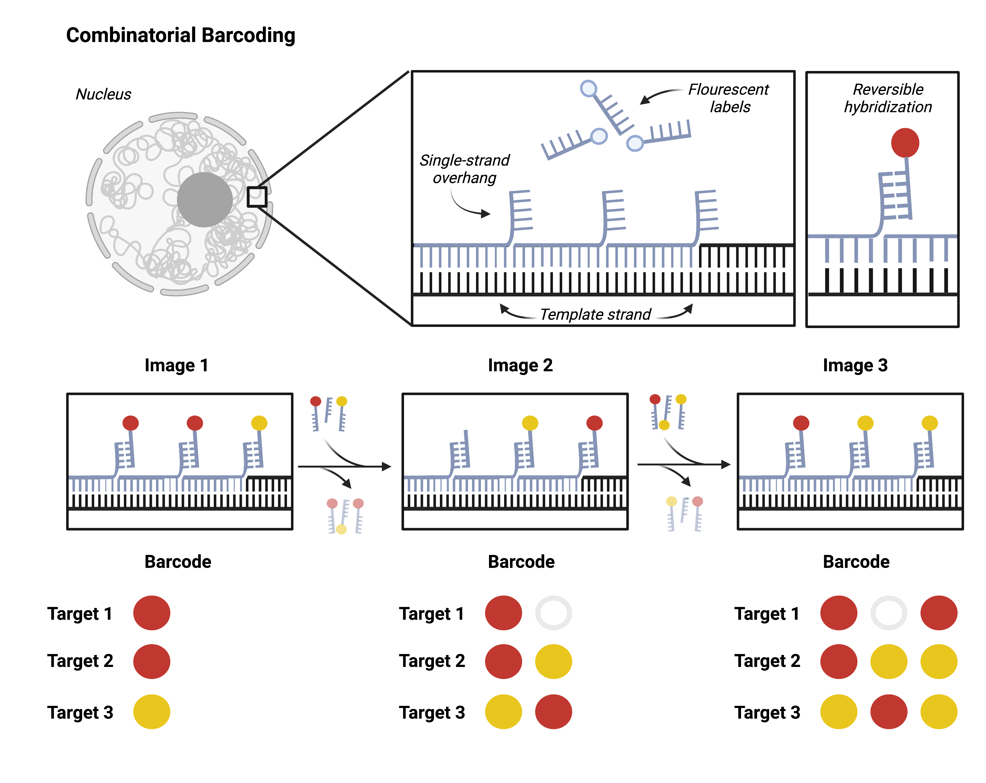 Combinatorial barcoding for high-throughput spatial genomics. This figure demonstrates the concept by showing oligonucleotide probes hybridized with target DNA. The oligo probes have single-strand overhangs. Those overhangs serve as the target for a second oligonucleotide probe, this one conjugated with a fluorescent marker. Successive rounds of targeting fluorescent tagged markers to the single-strand overhanges then allows the same position to be targeted multiple times with different colors over time. The combination of colors forms a unique barcode and can be used to identify which genetic loci is being observed in 3D space. 
