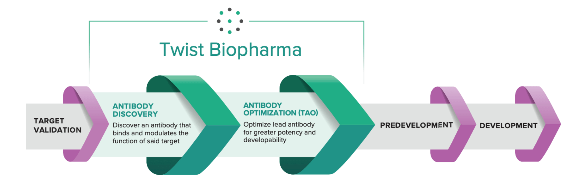 Diagram showing TwistBiopharma's role in the therapeutic antibody development pipeline.