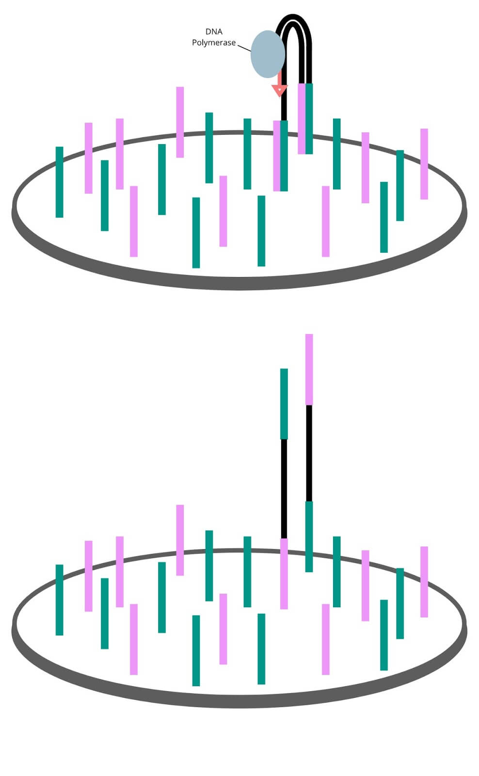 Bridge amplification copies the single captured fragment into a forest of identical fragments.