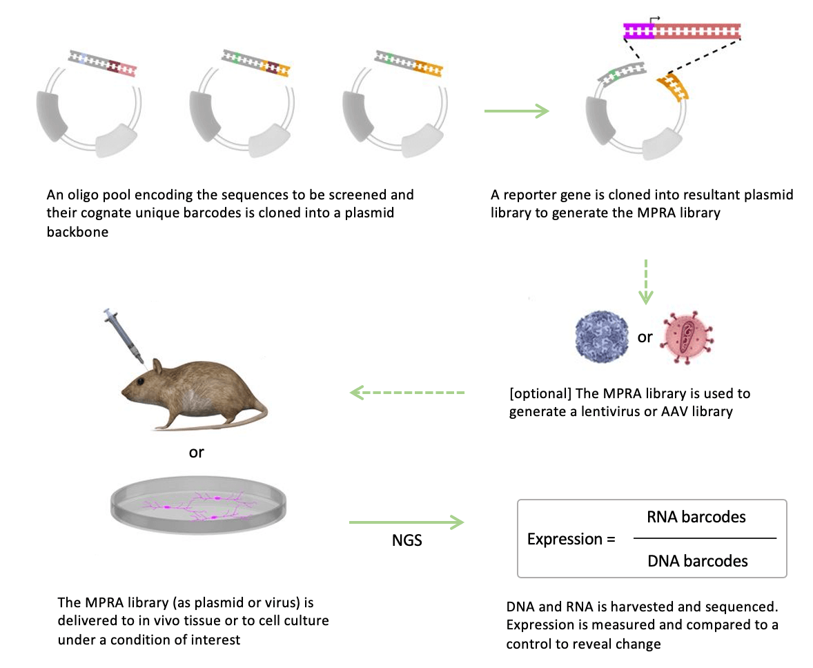 MPRA workflow showing oligo pool being inserted into reporter gene construct. The MPRA library is then transfected into lentivirus or AAV library and into cells or mouse. Then, through NGS, RNA barcodes and DNA barcodes are read as a ratio measurement of expression levels.