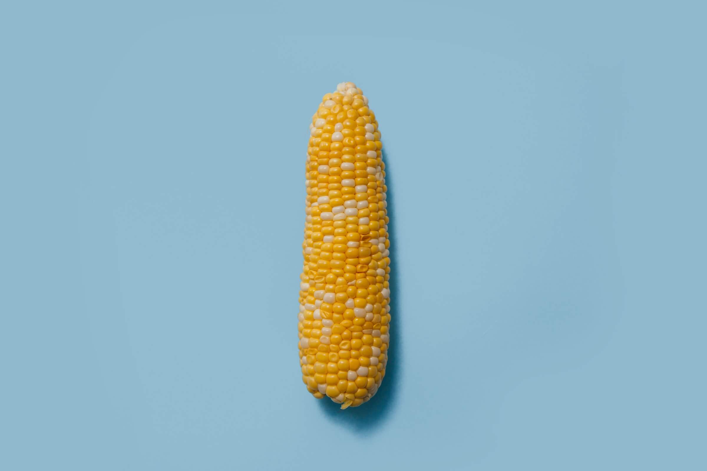 Corn is one of the most engineered plants humans cultivate