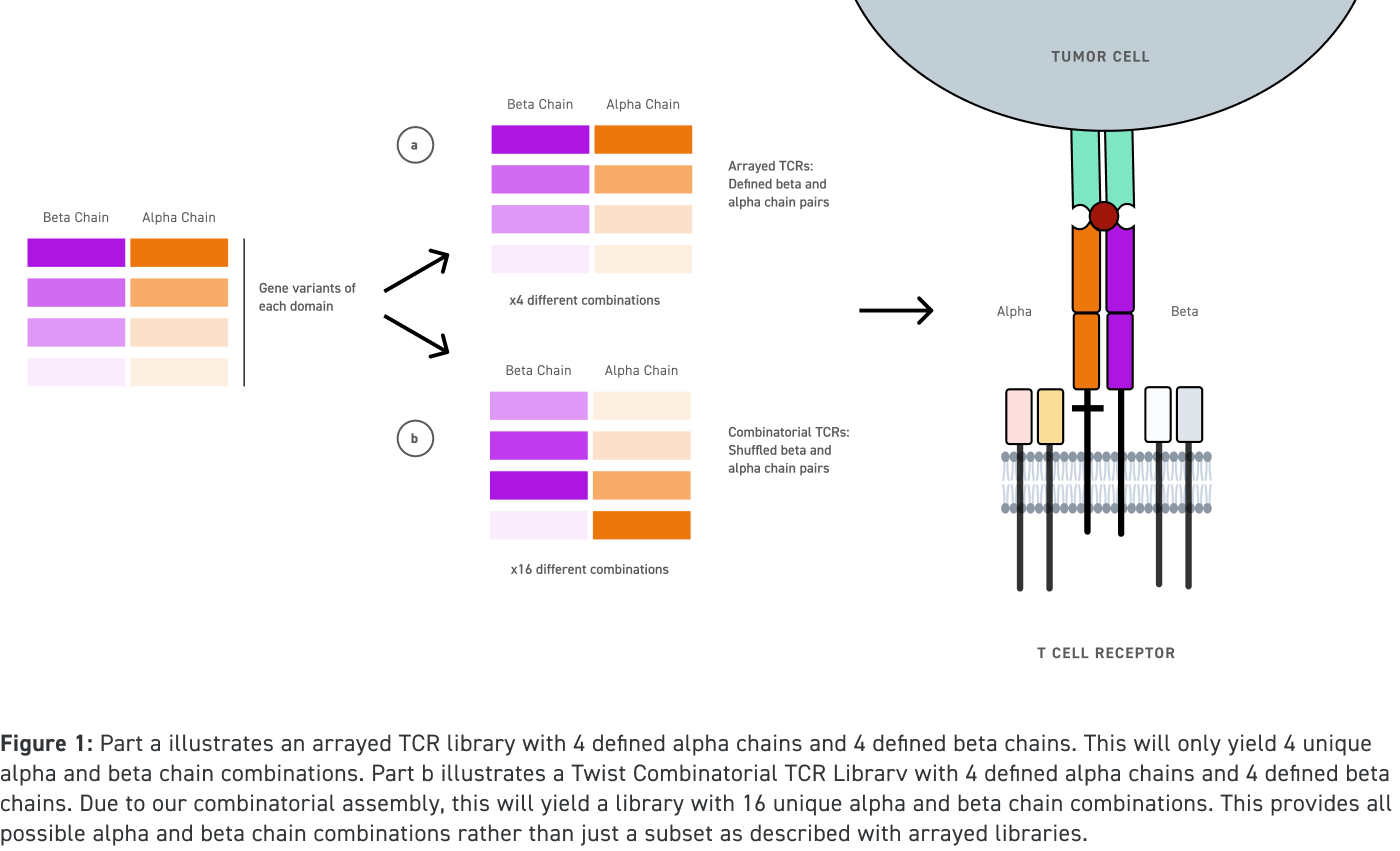 TCR-Abbildung