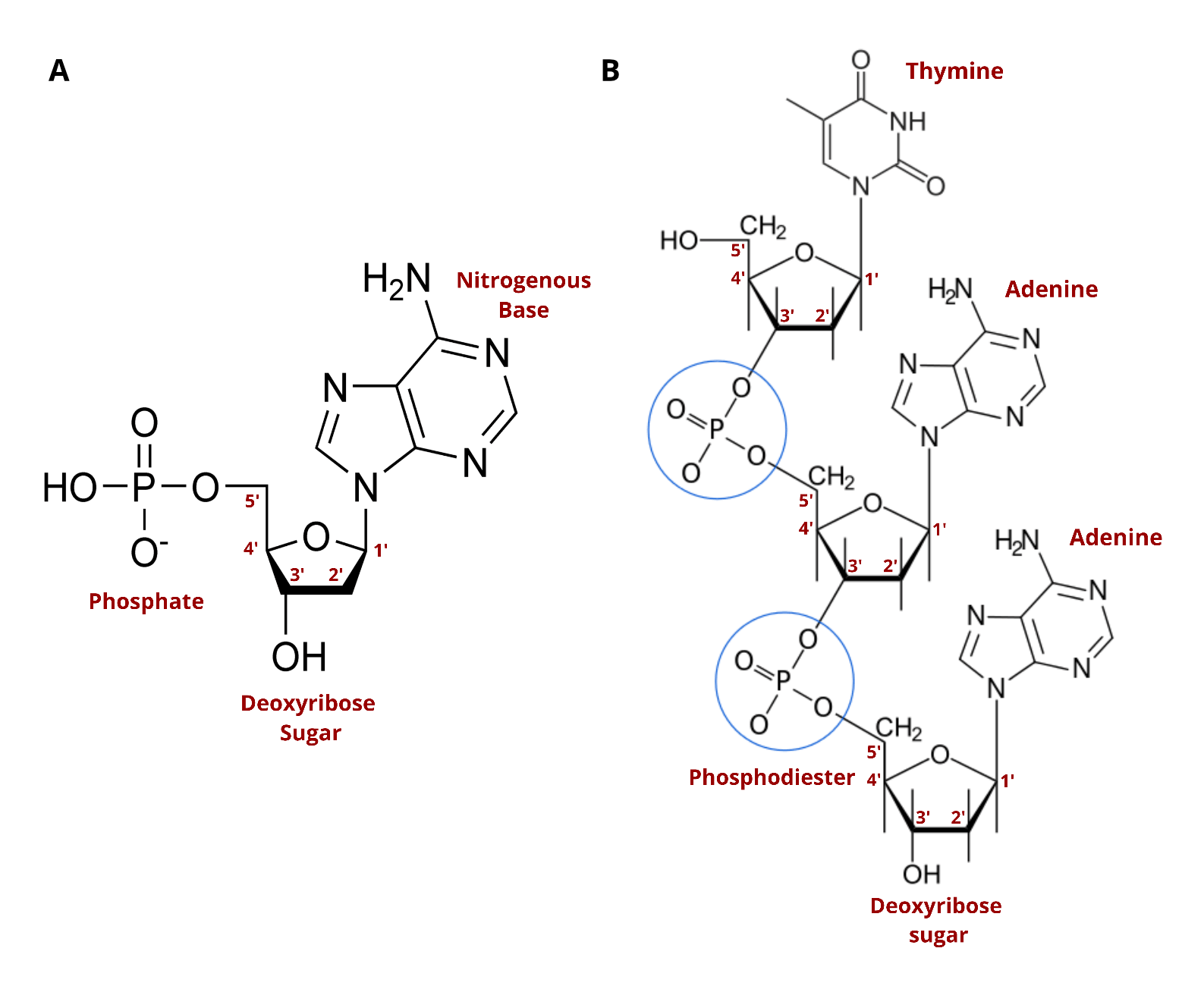 Chemical structures of both a nucleotide and an oligonucleotide.