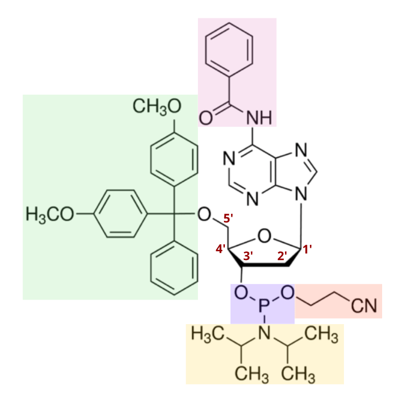 Chemical structure of a nucleoside phosphoramidite. Important moieties in phosphoramidite chemistry are highlighted, such as the protecting group.