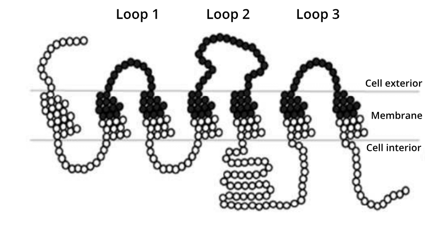 Codons