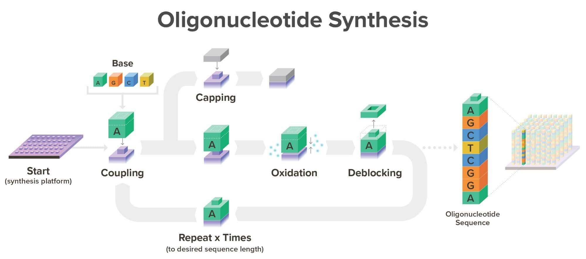 A diagram showing the reaction cycle for phosphoramidite chemistry, the industry-standard oligo synthesis technology