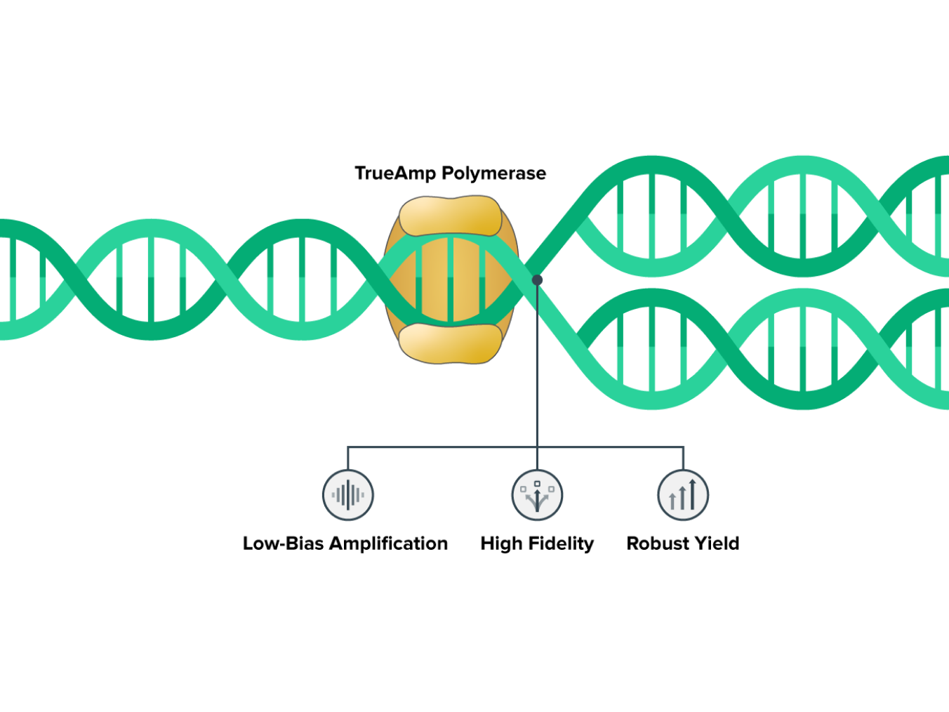 TrueAmp Polymerase Workflow